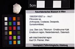 Foto (Objket + Etiketten) von Pithonoton sp. 